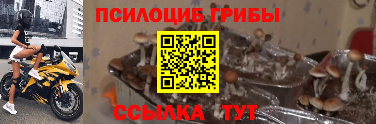 Фурманов  Галлюциногенные грибы MAGIC MUSHROOMS  Псилоцибиновые грибы Psilocybe  Вход с VPN 
